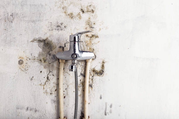 Best Bathroom Mold Remediation in Heber, CA