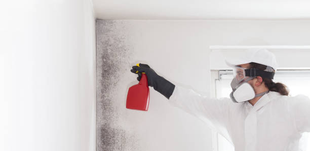 Best Commercial Mold Remediation in Heber, CA