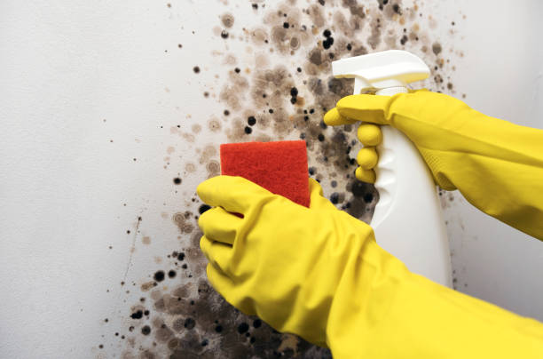 Best Black Mold Remediation in Heber, CA