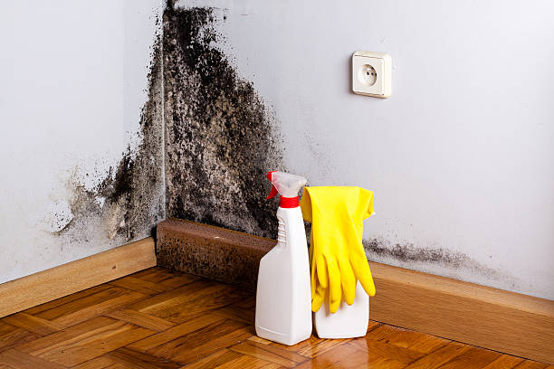 Best DIY Mold Remediation Support Services in Heber, CA